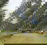 Chaelundi National Park - Tweed Heads Accommodation
