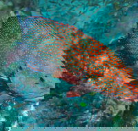 Cobia Hole Dive Site - Tweed Heads Accommodation