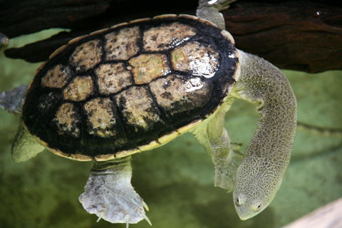 Discover Deadly - Tweed Heads Accommodation 1