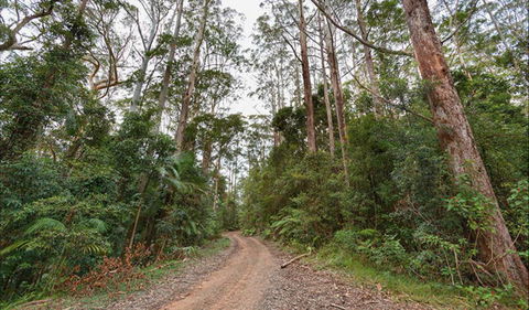 End Peak Walking Track - Tweed Heads Accommodation 0