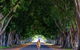 Fig Tree Avenue - thumb 0