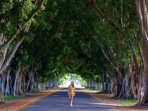 Fig Tree Avenue - Tweed Heads Accommodation 0