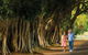 Fig Tree Avenue - thumb 1