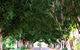 Fig Tree Avenue - thumb 2