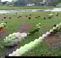 Gooseponds North Mackay - Tweed Heads Accommodation