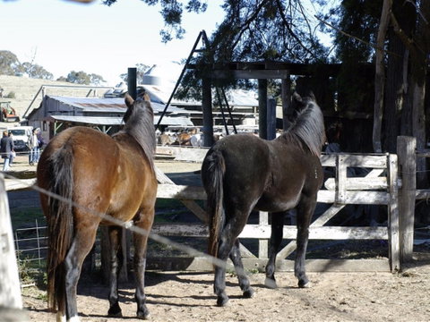 Harlow Park Horse Riding - Tweed Heads Accommodation 1