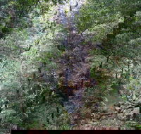 Kondalilla Falls Circuit Kondalilla National Park - Tweed Heads Accommodation