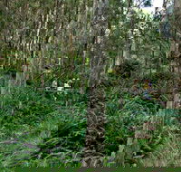 Nature Walking Track - Tweed Heads Accommodation