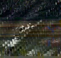 Seaham Swamp Nature Reserve - Tweed Heads Accommodation