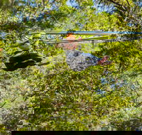 TreeTop Crazy Rider - Tweed Heads Accommodation