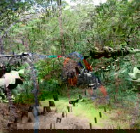 TreeTop Challenge - Tweed Heads Accommodation