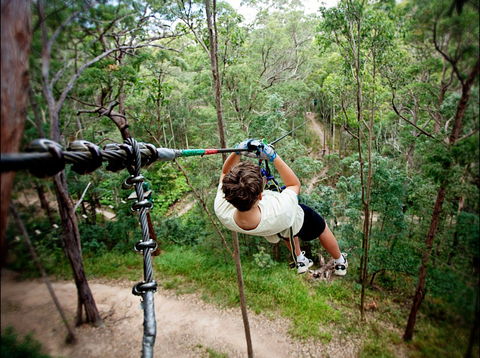 TreeTop Challenge - Tweed Heads Accommodation 0