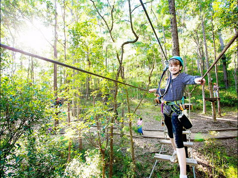 TreeTop Challenge - Tweed Heads Accommodation 2