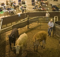 Wagga Wagga Livestock Marketing Centre - Tweed Heads Accommodation