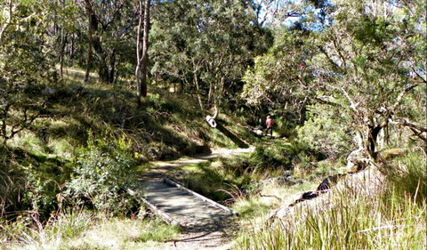 Wollomombi Walking Track - Tweed Heads Accommodation 0