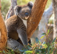 Cleland Wildlife Park - Tweed Heads Accommodation
