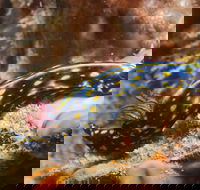 Cochrane Artificial Reef Dive Site - Tweed Heads Accommodation
