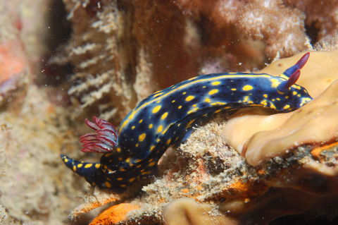 Cochrane Artificial Reef Dive Site - Tweed Heads Accommodation 0