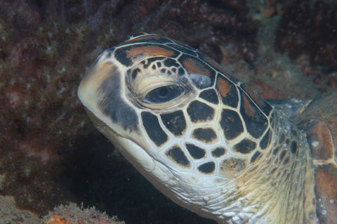 Cochrane Artificial Reef Dive Site - Tweed Heads Accommodation 2