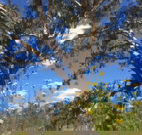 Euroa Arboretum - Tweed Heads Accommodation