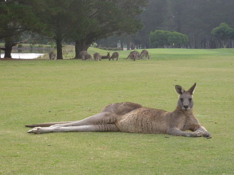 Kangaroo Tours At Gisborne Golf Club Inc - Tweed Heads Accommodation 1