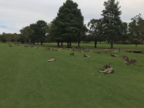 Kangaroo Tours At Gisborne Golf Club Inc - Tweed Heads Accommodation 2