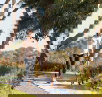 Meningie Walking and Cycling Trails - Tweed Heads Accommodation