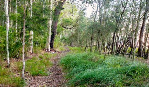 Meroo Lake Walking Track - Tweed Heads Accommodation 0