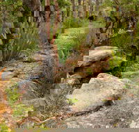 Mount Olive Trail - Tweed Heads Accommodation
