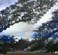 Bilston's Tree - Tweed Heads Accommodation