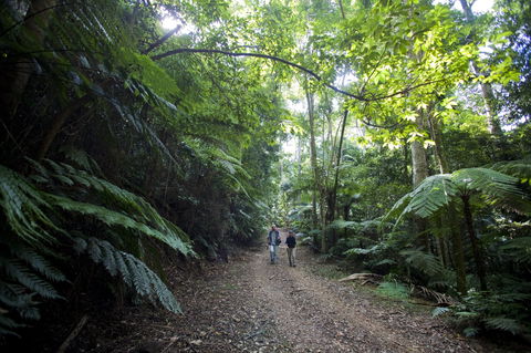 Booloumba Falls Walk, Conondale National Park - Tweed Heads Accommodation 2