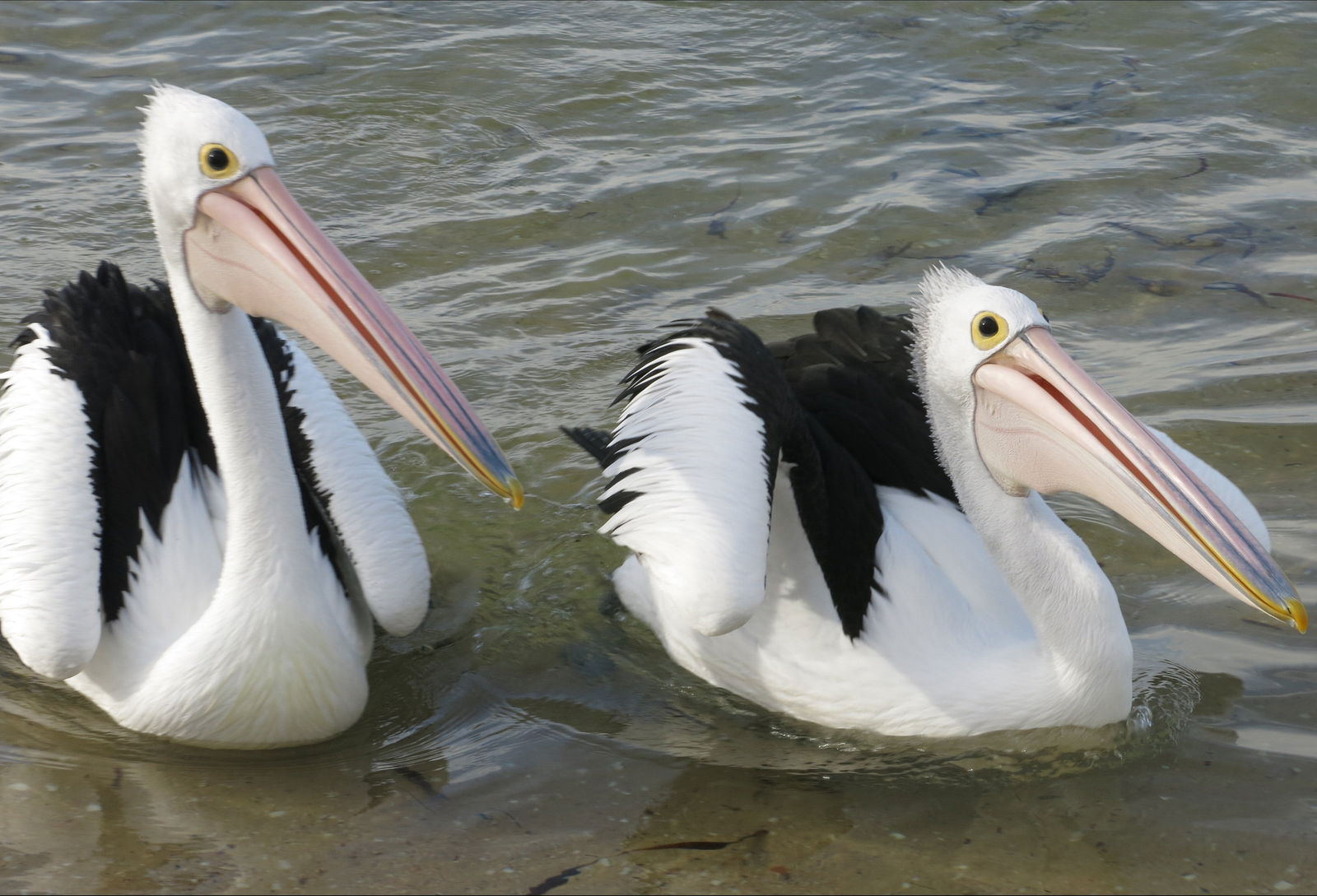 Chinaman Wells SA Tweed Heads Accommodation