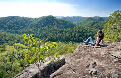 Dubbo Gully Loop Trail - Tweed Heads Accommodation 0