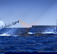 Humpback Whales - Tweed Heads Accommodation