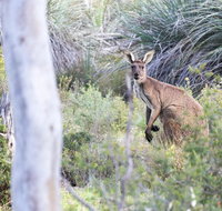 Kaiserstuhl Conservation Park - Tweed Heads Accommodation