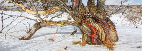 Kramer Photography Rainforest Gallery - Tweed Heads Accommodation 1