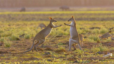 Mary River Area - Tweed Heads Accommodation 0