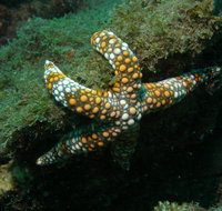 Mudjimba Old Woman Island Dive Site - Tweed Heads Accommodation