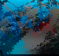 Severance Shipwreck Dive Site - Tweed Heads Accommodation