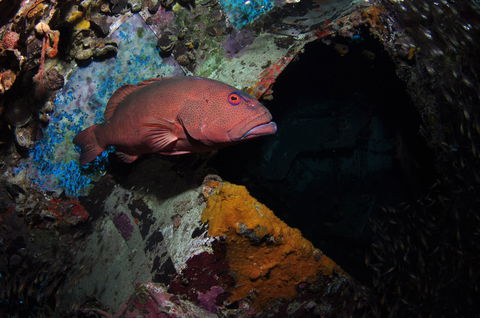 Severance Shipwreck Dive Site - Tweed Heads Accommodation 1