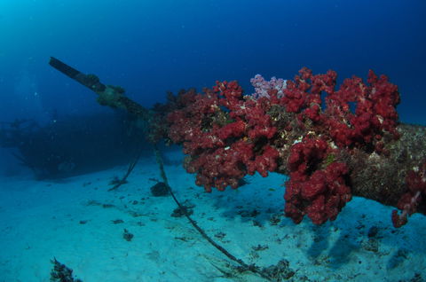 Severance Shipwreck Dive Site - Tweed Heads Accommodation 2