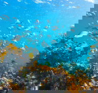 Snorkelling McKenzies Beach - Tweed Heads Accommodation