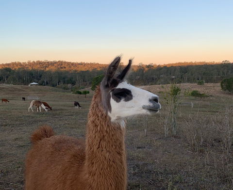 The Llama Farm - Tweed Heads Accommodation 0