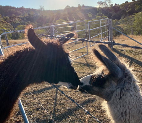 The Llama Farm - Tweed Heads Accommodation 1