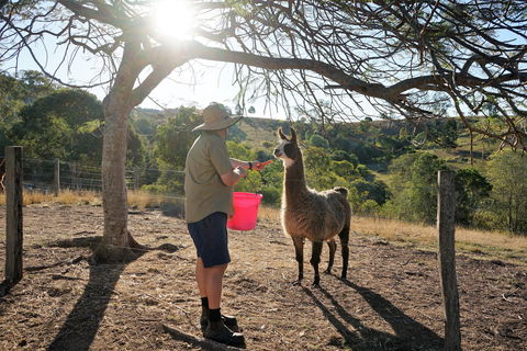 The Llama Farm - Tweed Heads Accommodation 2