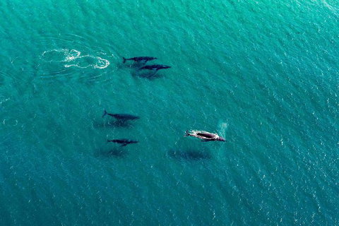 Coast And Vineyard Flight From The Hunter Valley - Tweed Heads Accommodation 1