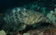 Wolf Rock Dive Site - thumb 1