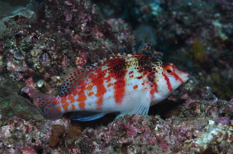 Wolf Rock Dive Site - Tweed Heads Accommodation 2