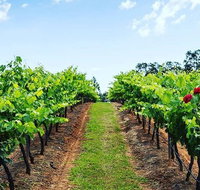 Tintilla Estate Wine Tasting with a Meat and Cheese Platter - Tweed Heads Accommodation