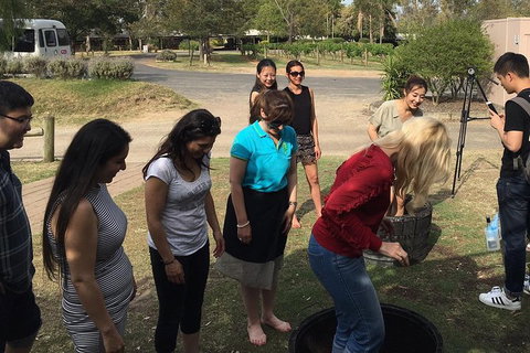 Hunter Valley Grape Stomping - Tweed Heads Accommodation 2